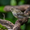 Girlitz (Serinus serinus) Weibchen