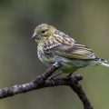 Girlitz (Serinus serinus) Weibchen