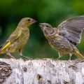 Grünfinken (Carduelis chloris) streiten sich