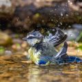Blaumeise (Cyanistes caeruleus) Jungvogel