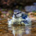 Blaumeise (Cyanistes caeruleus) Jungvogel
