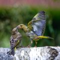 Grünfinken (Carduelis chloris) streiten sich