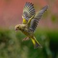 Grünfink (Carduelis chloris)