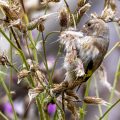 Stieglitz (Carduelis carduelis) Jungvogel