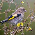 Stieglitz (Carduelis carduelis) Jungvogel