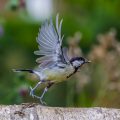 Kohlmeise (parus major)