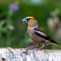 Kernbeißer (Coccothraustes coccothraustes)