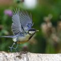 Kohlmeise (parus major)