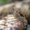 Stieglitz (Carduelis carduelis) Jungvogel