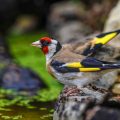 Stieglitz (Carduelis carduelis)