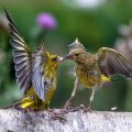 Grünfinken (Carduelis chloris) streiten sich