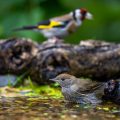 Mönchsgrasmücke (Sylvia atricapilla) Weibche