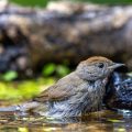 Mönchsgrasmücke (Sylvia atricapilla) Weibche
