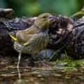 Grünfink (Carduelis chloris)