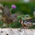 Stieglitz (Carduelis carduelis) streitet mit Girlitz