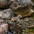 Stieglitz (Carduelis carduelis) Jungvogel