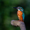Eisvogel (Alcedo atthis)