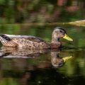 Stockente (Anas platyrhynchos)