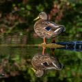 Stockente (Anas platyrhynchos)