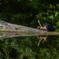 Schmuckschildkröte