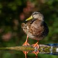 Stockente (Anas platyrhynchos)