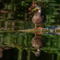 Stockente (Anas platyrhynchos)