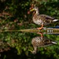 Stockente (Anas platyrhynchos)