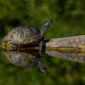 Schmuckschildkröte