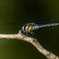 Herbst-Mosaikjungfer (Aeshna mixta)