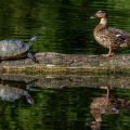 Stockente (Anas platyrhynchos) und Schmuckschildkröte