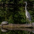 Graureiher (Ardea cinerea) und Schmuckschildkröte