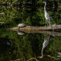 Graureiher (Ardea cinerea) Panorama aus zwei Bildern um das Spiegelbild zu sehen