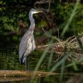 Graureiher (Ardea cinerea)