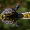 Schmuckschildkröte