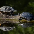 Schmuckschildkröten