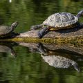 Schmuckschildkröten