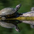 Schmuckschildkröte