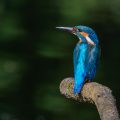 Eisvogel (Alcedo atthis)