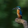 Eisvogel (Alcedo atthis)