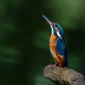 Eisvogel (Alcedo atthis)