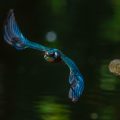 Eisvogel (Alcedo atthis)