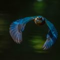 Eisvogel (Alcedo atthis)