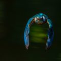 Eisvogel (Alcedo atthis)