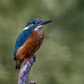 Eisvogel (Alcedo atthis)