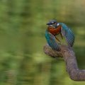 Eisvogel (Alcedo atthis)