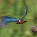 Eisvogel (Alcedo atthis)