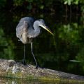 Graureiher (Ardea cinerea)