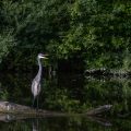 Graureiher (Ardea cinerea)