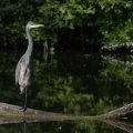 Graureiher (Ardea cinerea)