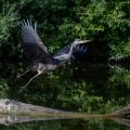 Graureiher (Ardea cinerea)
